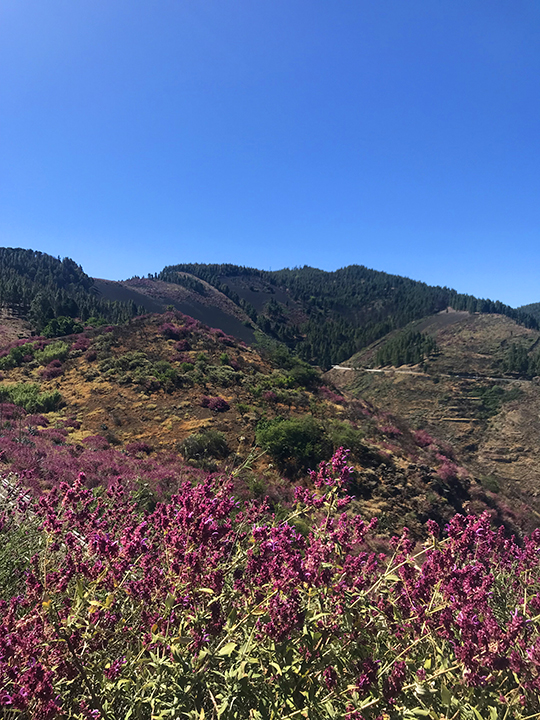 Canary island sage on the summit of Gran Canaria