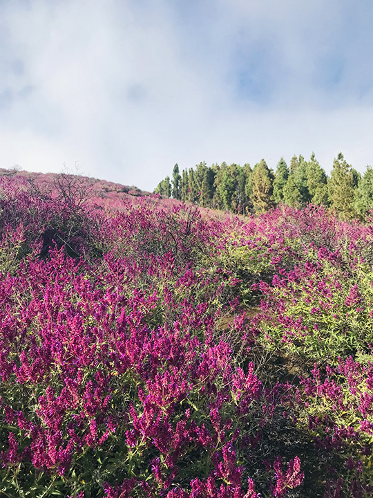 Canary island sage on the summit of Gran Canaria