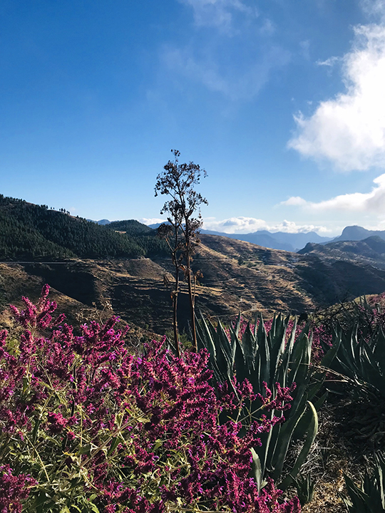 Canary island sage on the summit of Gran Canaria