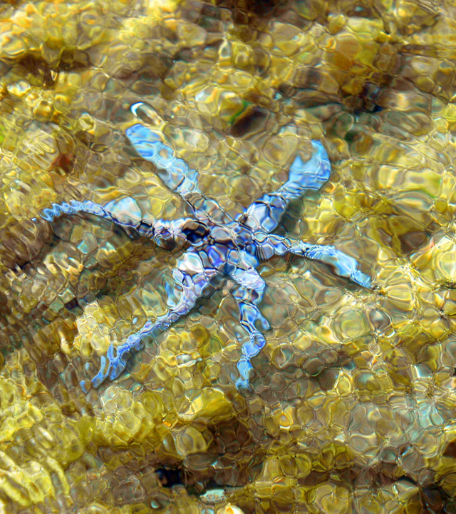 Estrella de mar