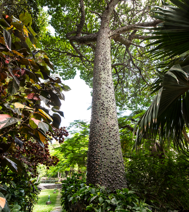 Huerto de las Flores en Agaete