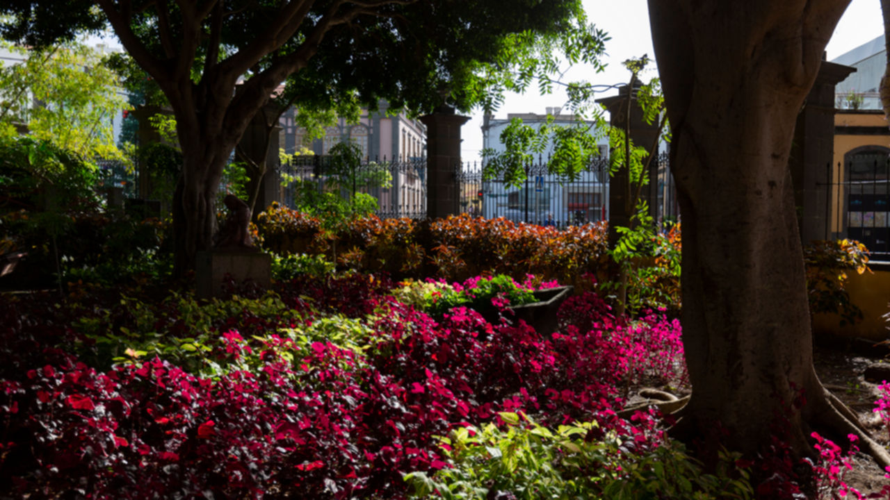 Jardin Municipal de Arucas