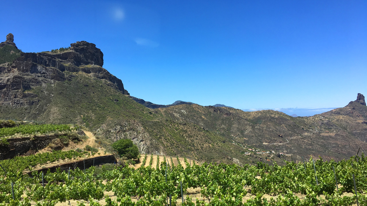 Viñedo en Gran Canaria con Roque Nublo y Roque Bentayga al fondo