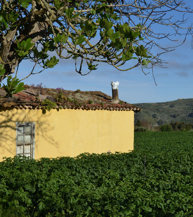 Cultivo de papas en la Finca de Osorio