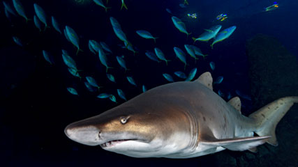 Acuario Poema del Mar