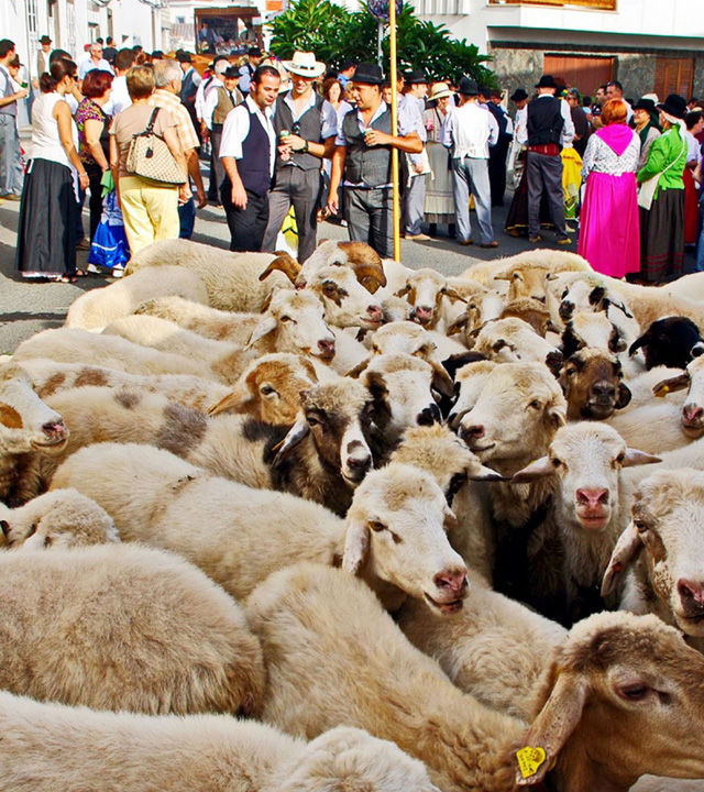 Romería de las Fiestas de San Roque, Firgas