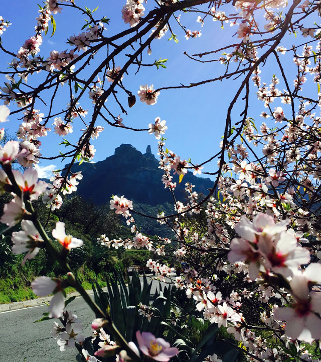 Roque Nublo y almendros en flor en Tejeda