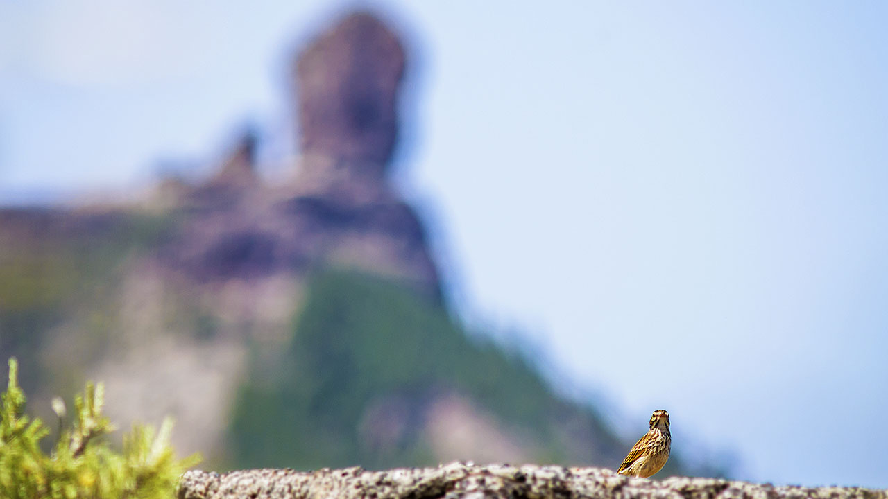 Pájaro en primer plano con Roque Nublo en segundo plano