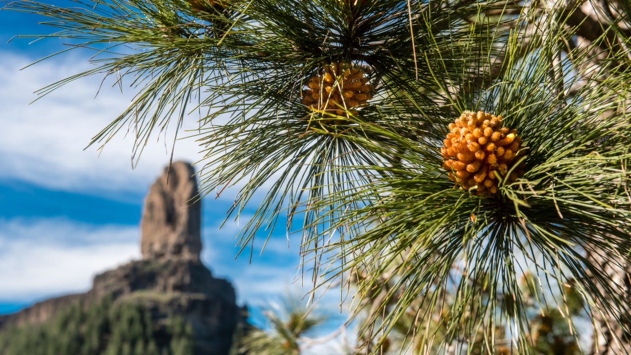 Roque Nublo Roque Nublo