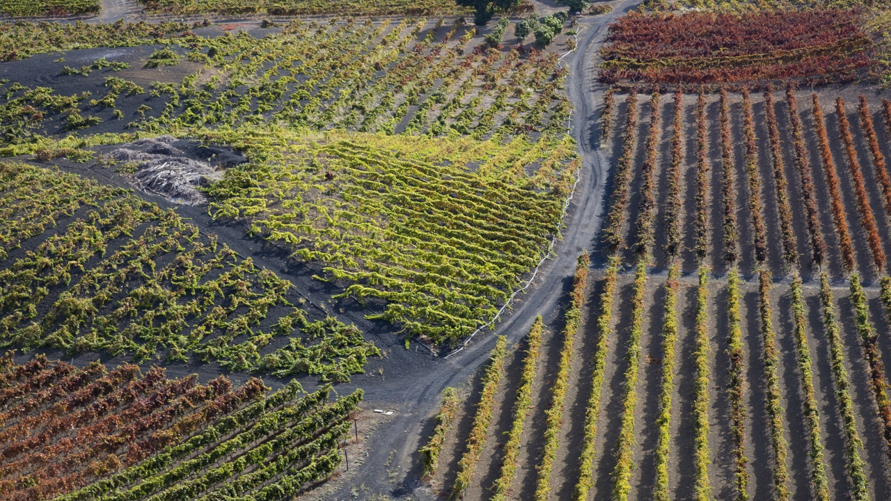 Weinberg auf Gran Canaria Weinberg auf Gran Canaria