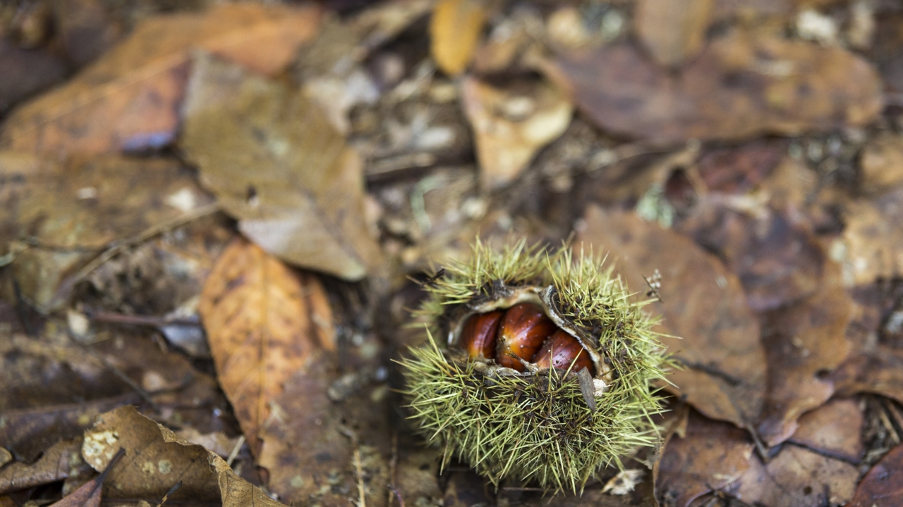 Chestnuts