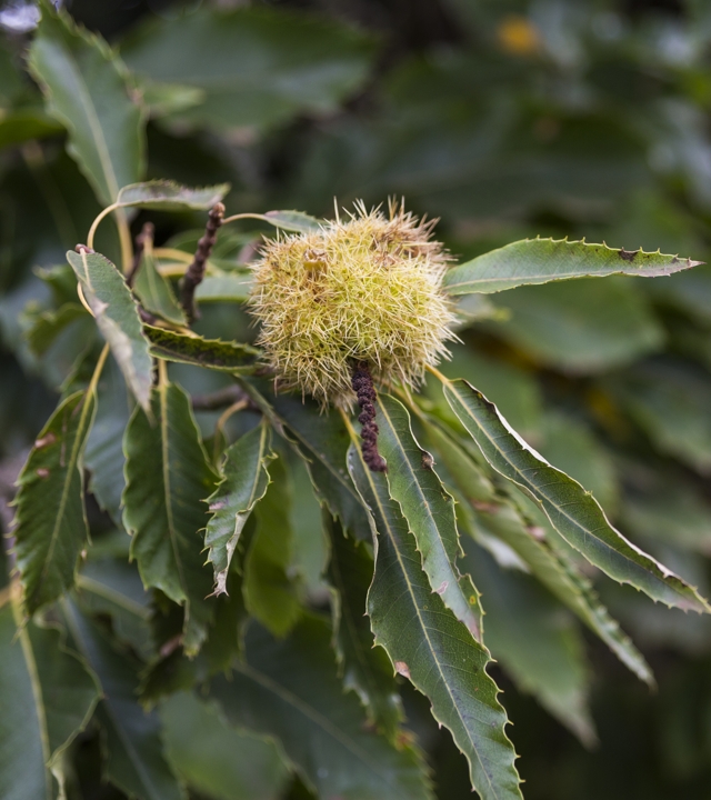 Chestnut tree