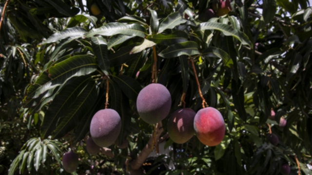 Mangos