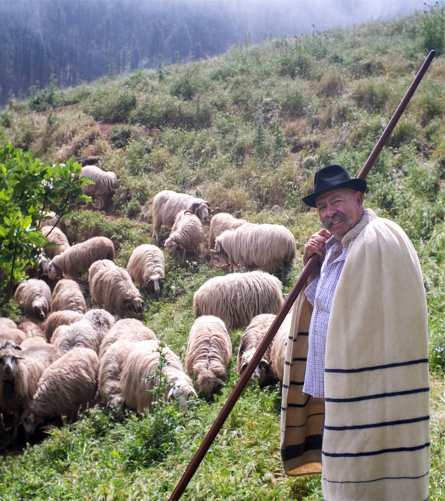 Pastor con ganado de ovejas