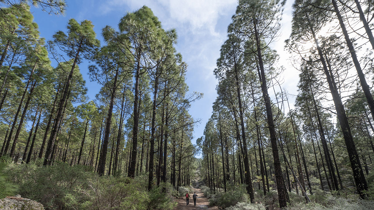 Pine forest in Gran Canaria