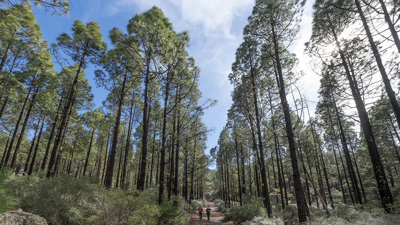 Sendero entre pinos, en Gran Canaria