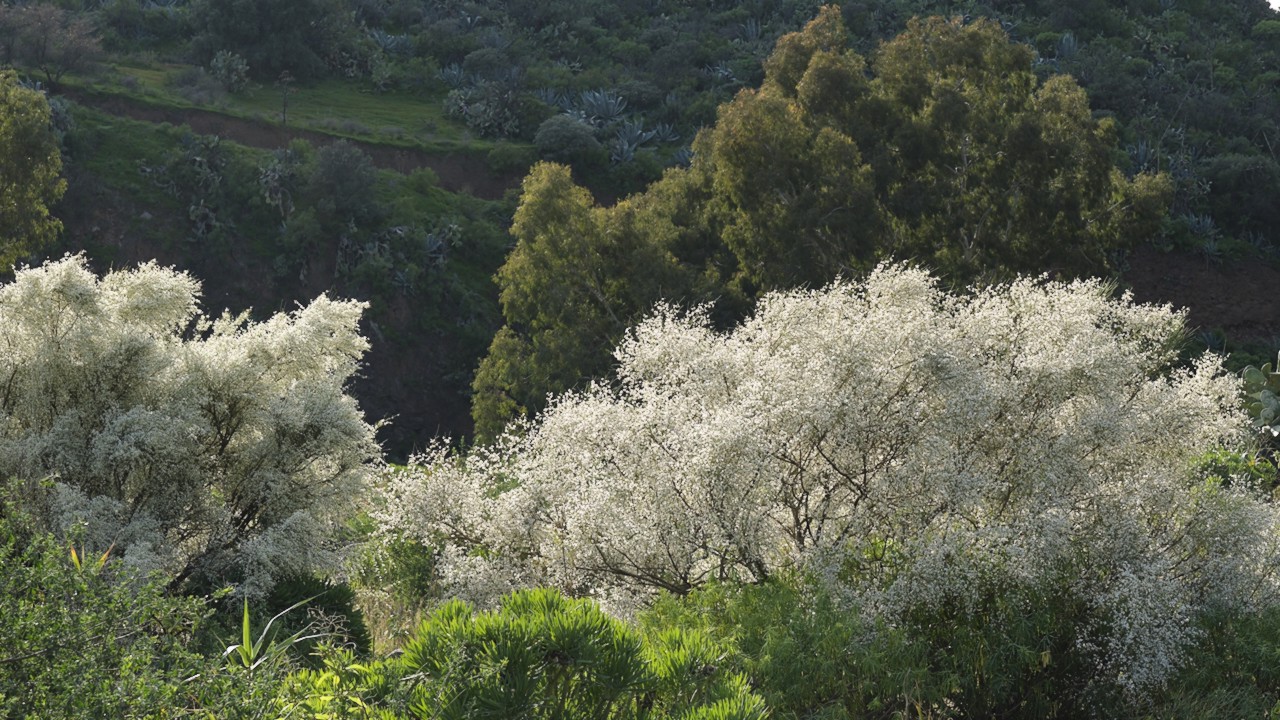 Landschaft mit weißem Ginster im Barranco de San Miguel (Schlucht des Heiligen Michaels)