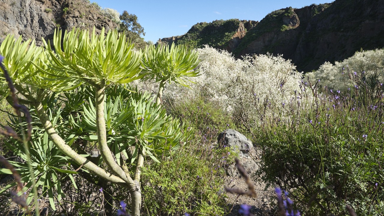 Retama blanca en el Barranco de San Miguel