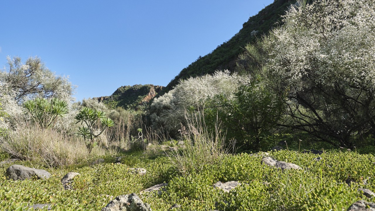 Landschaft mit weißem Ginster im Barranco de San Miguel (Schlucht des Heiligen Michaels)