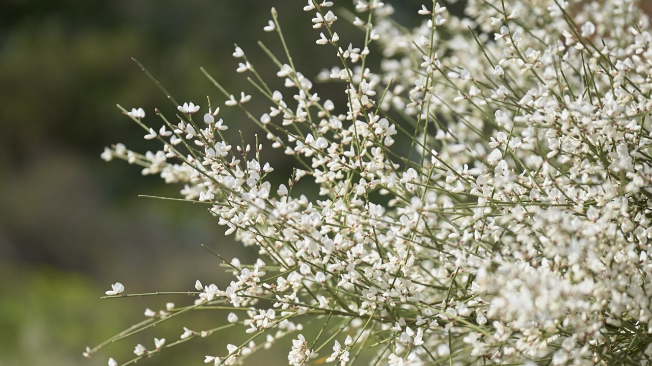 White broom in countryside around San Miguel Ravine