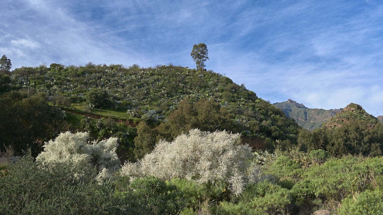 Landschaft mit weißem Ginster im Barranco de San Miguel (Schlucht des Heiligen Michaels)