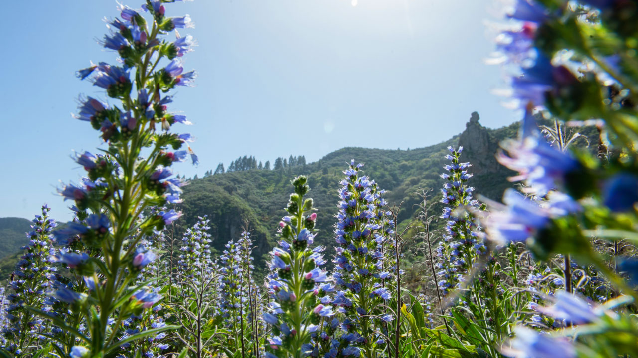 "Tajinastes azules". Tenteniguada, Valsequillo de Gran Canaria