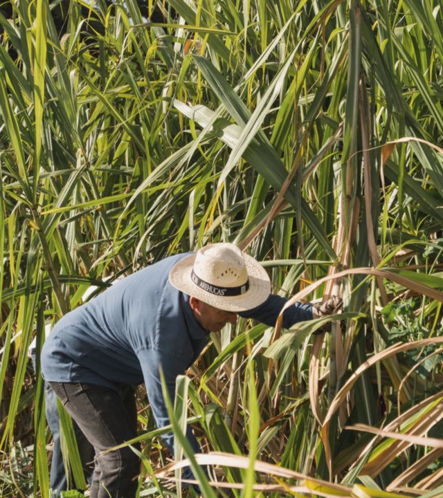 The harvesting and crushing of sugar cane at the plantation