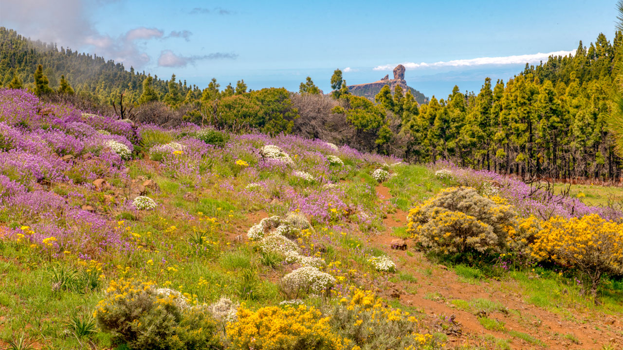 Roque Nublo