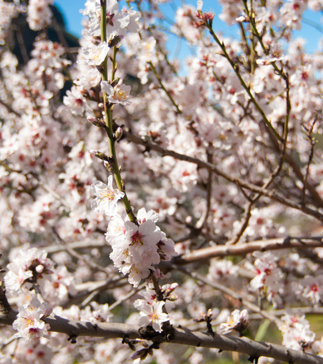 Almond tree in bloom