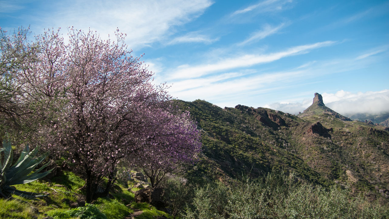 Almendros en flor con el Roque Bentayga al fondo