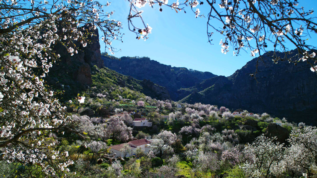 Mandelbäume in der Nähe von Ayacata, Gran Canaria