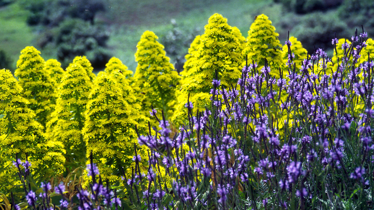 Vegetación en la Caldera de Bandama, Gran Canaria