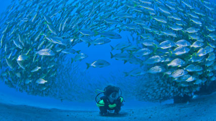 Scuba diving at the bottom of the sea in the Gran Canaria coast