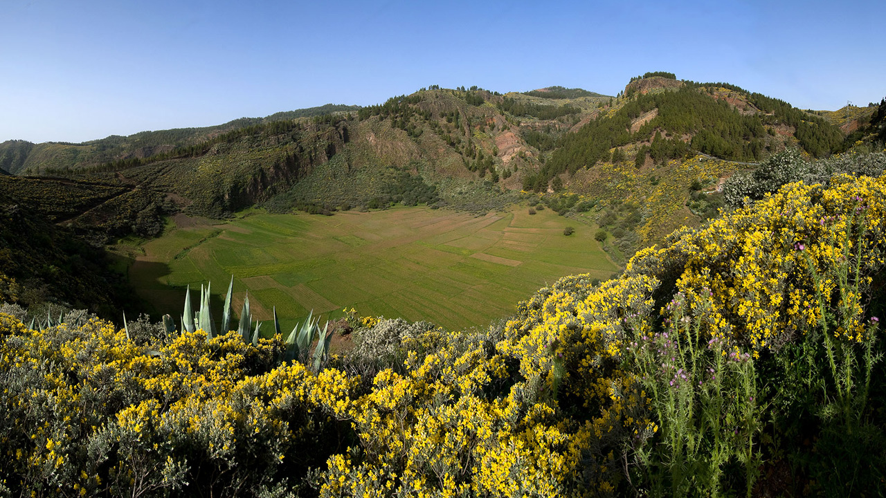 Vegetación en la Caldera de los Marteles en Gran Canaria