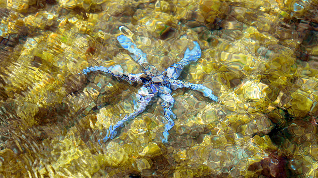 starfish starfish