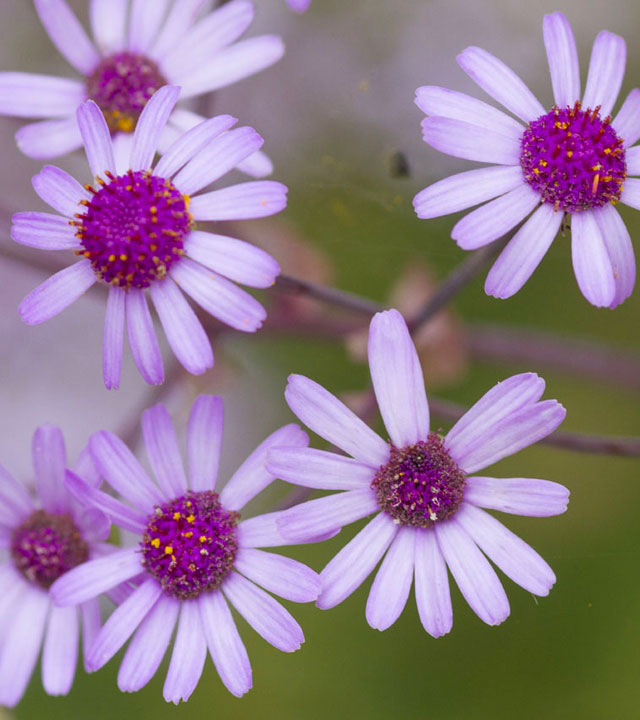 Flor de Mayo