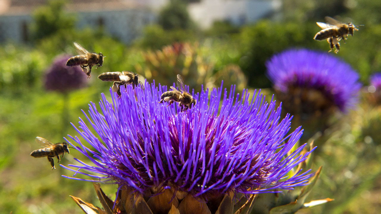 Abejas sobrevuelan la flor de un cardo