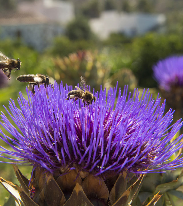 Flor del Cardo en Gran Canaria