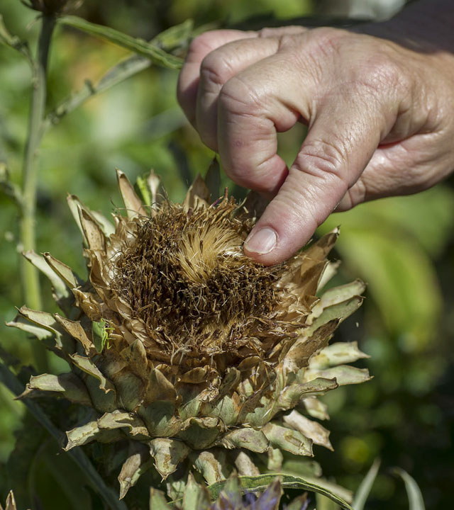 Getrocknete Blüte der Wilden Artischocke