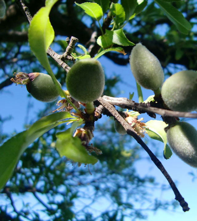 Almond tree fruit