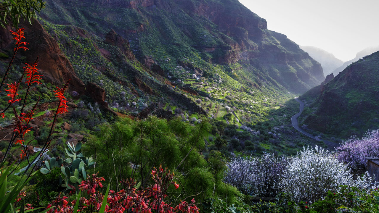 Barranco de Guayadeque with almond trees in bloom