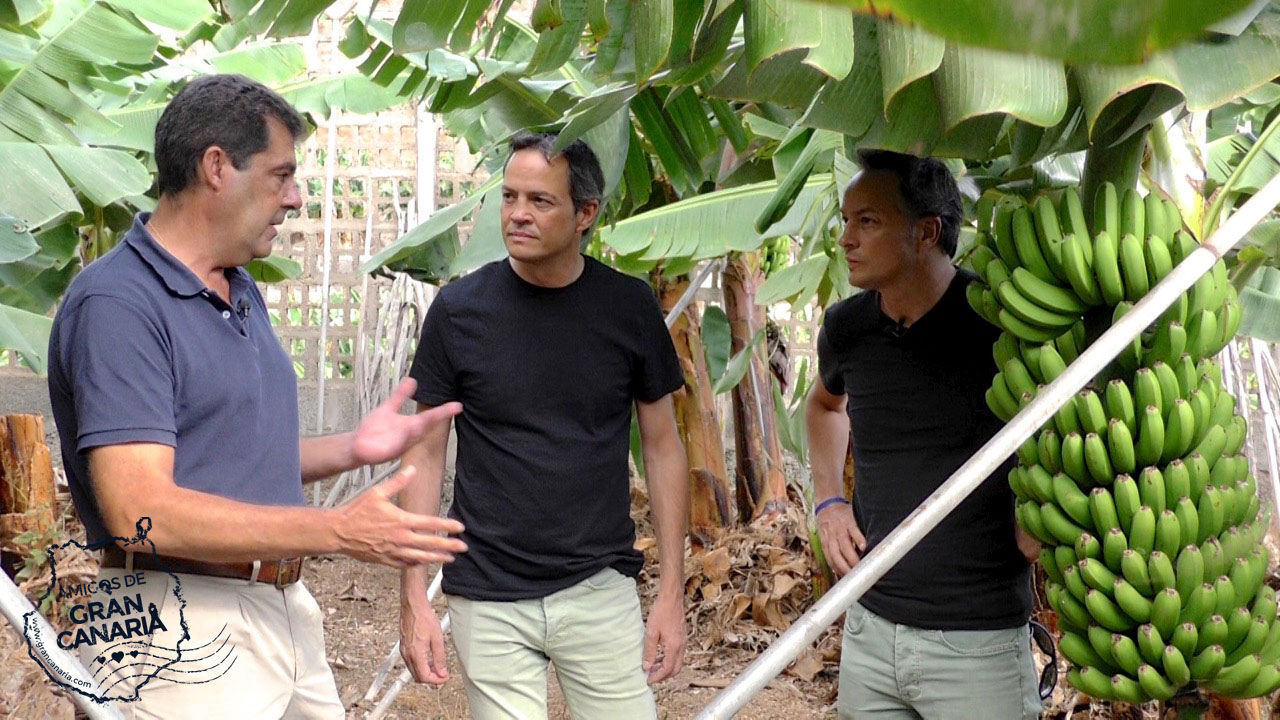 Los cocineros y Hermanos Torres reciben información sobre una plantación de plátanos en Gran Canaria