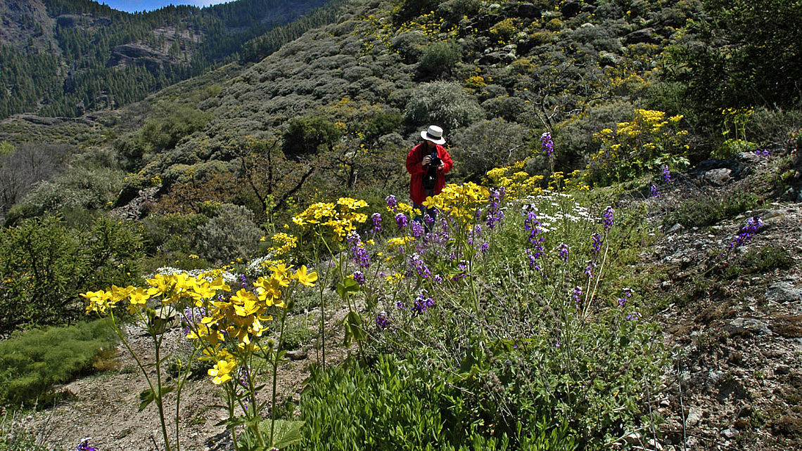 Jemand fotografiert die Blumen in Hoya del Gamonal, Gran Canaria