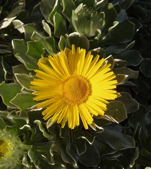 Flora en el Jardín Botánico Viera y Clavijo (Jardín Canario), en Gran Canaria