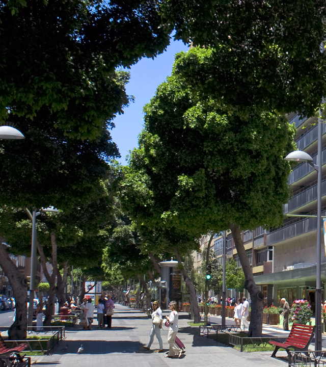 Mesa y López Allee. Las Palmas de Gran Canaria, Gran Canaria