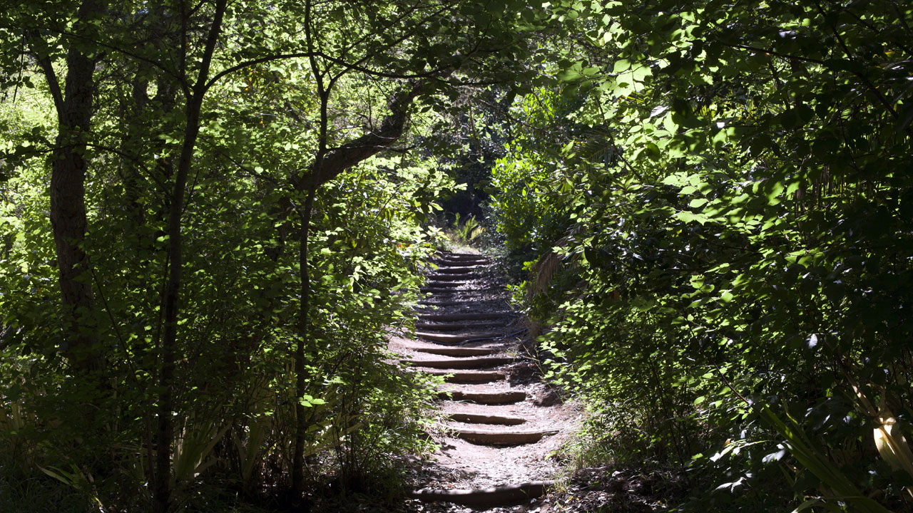 Paisaje de laurisilva en Osorio, Teror