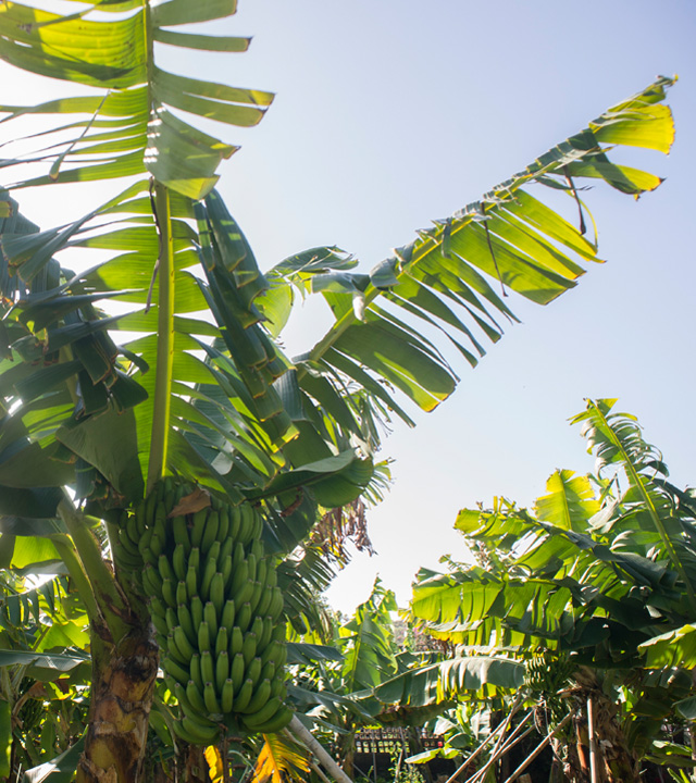 Piña de Plátanos en la Platanera