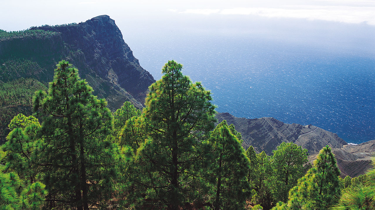 Pinar de Tamadaba en Gran Canaria