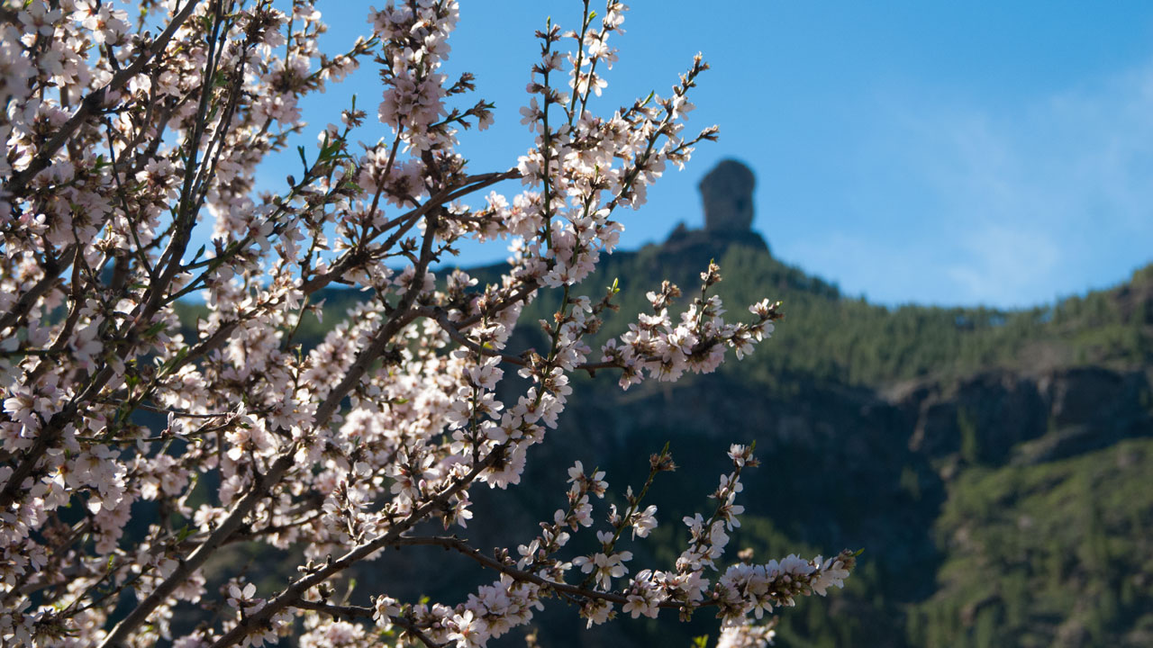 Almonds trees in bloom with Roque Nublo behind