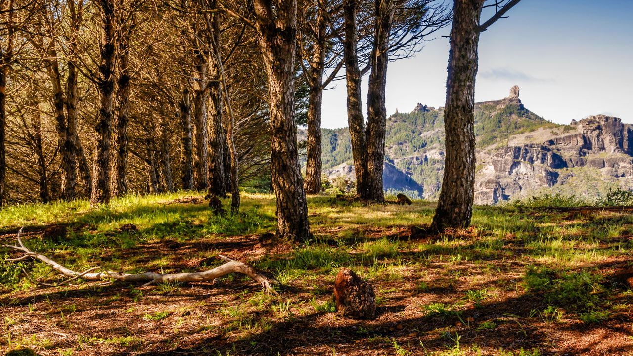 Paisaje con Roque Nublo y Fraile al fondo, en la isla de Gran Canaria